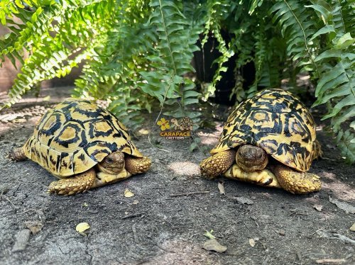 Photo post from carapacecritters.