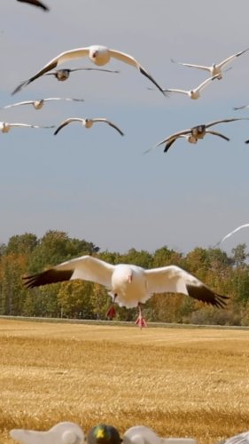 Video post from northernskiesoutfitters.