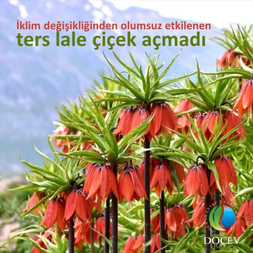 Photo post from dogavecevrevakfi.