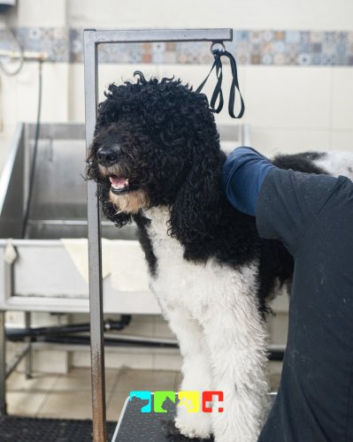 Carousel post from medicalpettj.