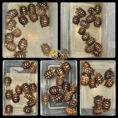 Photo post from carapacecritters.