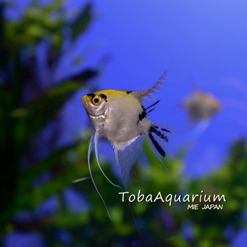 Photo post from toba_aquarium.official.