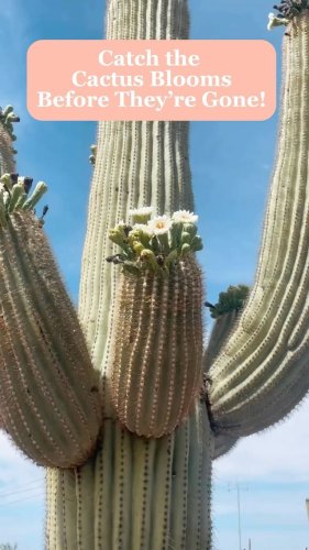 Video post from visittucson.