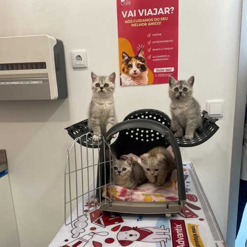 Carousel post from clinica_veterinaria_dourosul.