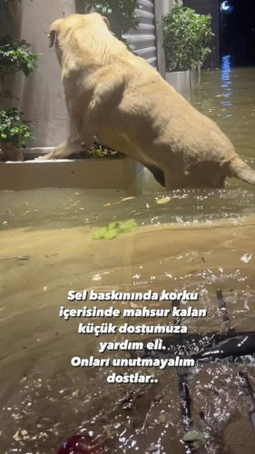 Video post from bombacizeydan.