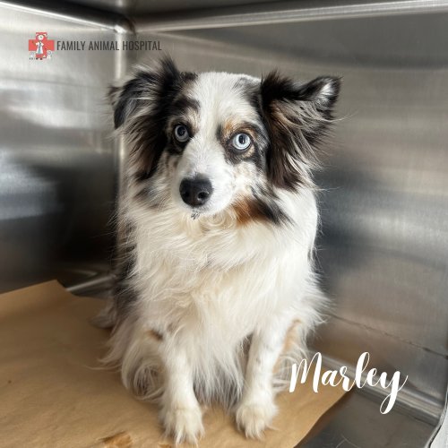 Photo post from familyanimalhospitalcm.