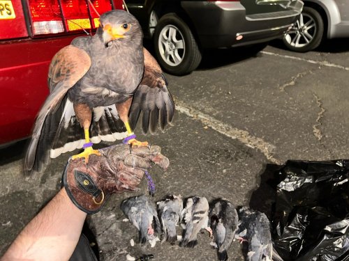 Photo post from desertkingsfalconry.