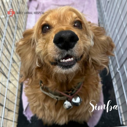 Carousel post from familyanimalhospitalcm.