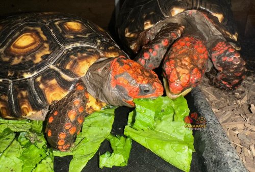 Photo post from carapacecritters.