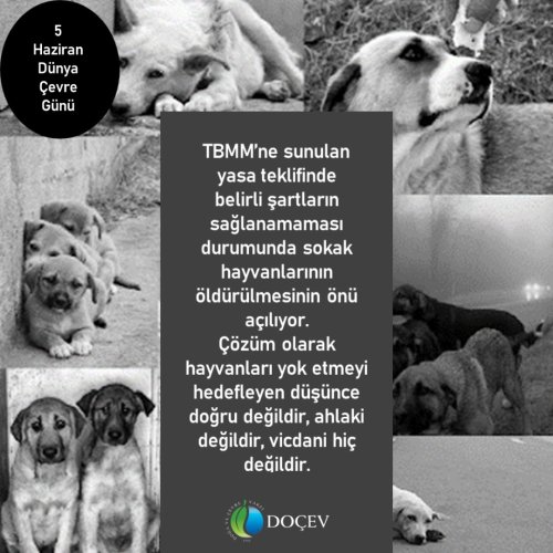Photo post from dogavecevrevakfi.