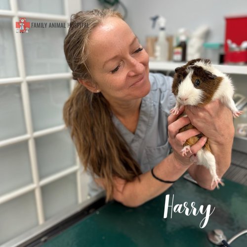 Carousel post from familyanimalhospitalcm.