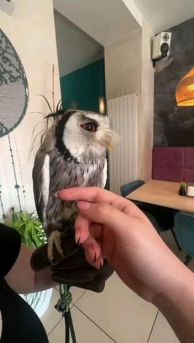 Video post from sun_sushi_restaurant.