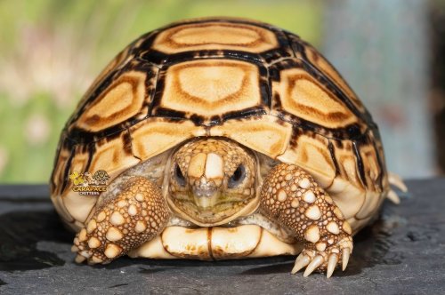 Carousel post from carapacecritters.