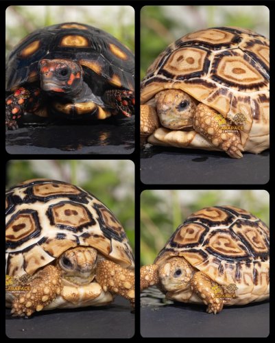 Photo post from carapacecritters.