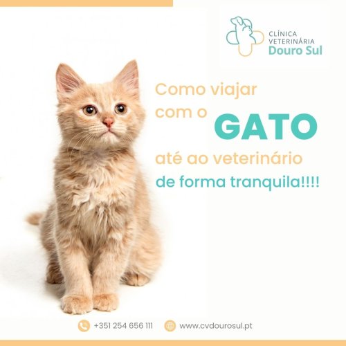 Carousel post from clinica_veterinaria_dourosul.