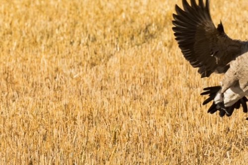 Carousel post from northernskiesoutfitters.