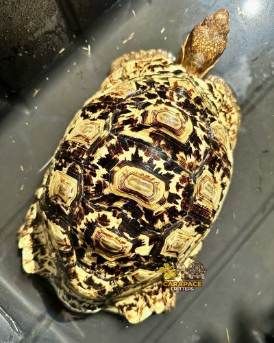 Photo post from carapacecritters.