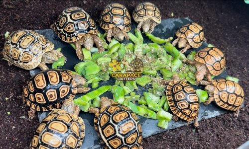 Photo post from carapacecritters.