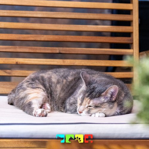 Carousel post from medicalpettj.