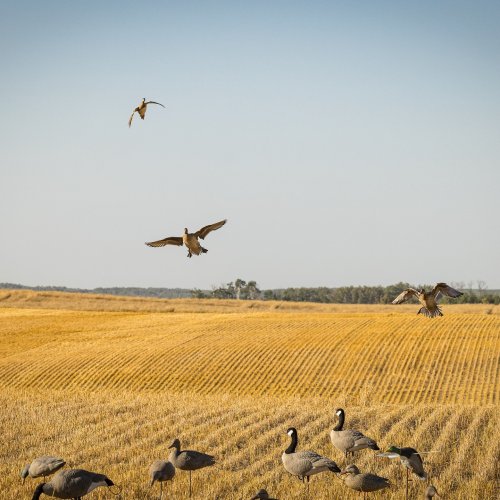 Photo post from northernskiesoutfitters.