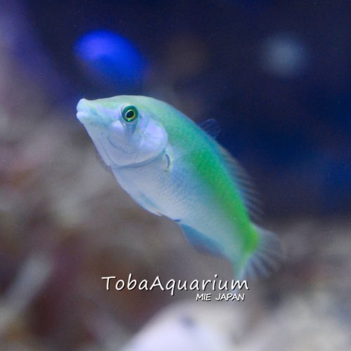 Photo post from toba_aquarium.official.