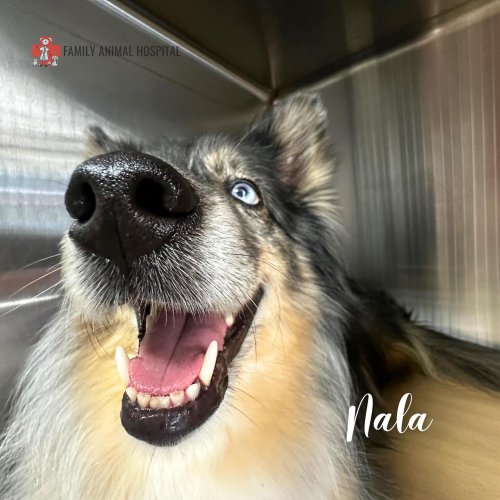 Carousel post from familyanimalhospitalcm.