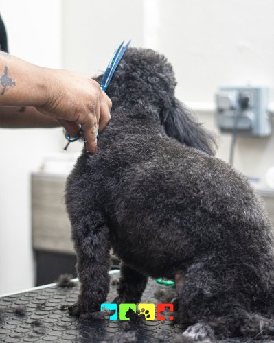 Photo post from medicalpettj.