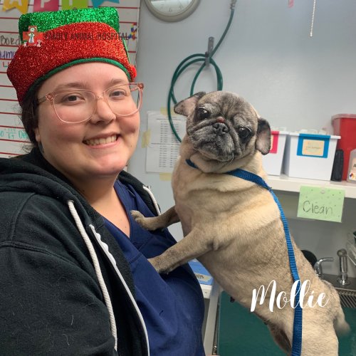 Photo post from familyanimalhospitalcm.