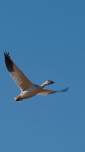 Video post from northernskiesoutfitters.