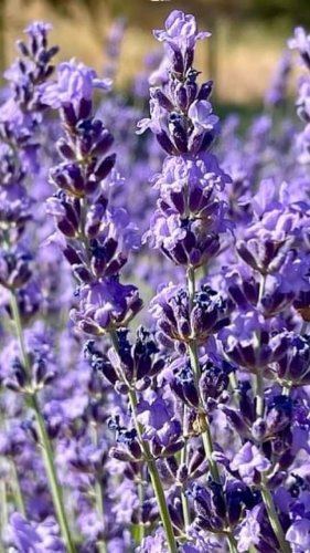 Video post from visittucson.