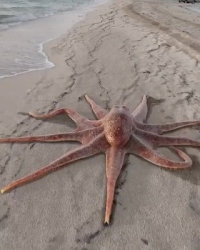Video post from beautiful_octopus_1.