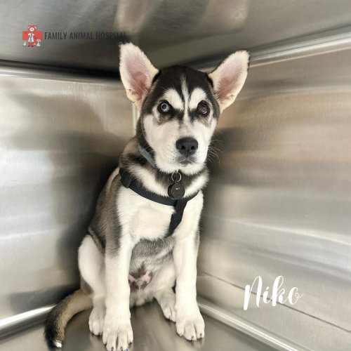 Photo post from familyanimalhospitalcm.