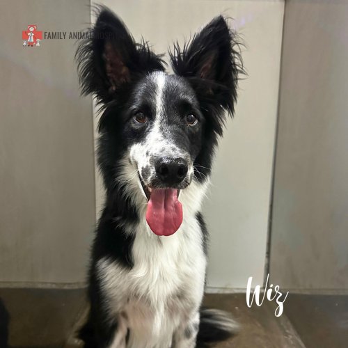 Carousel post from familyanimalhospitalcm.