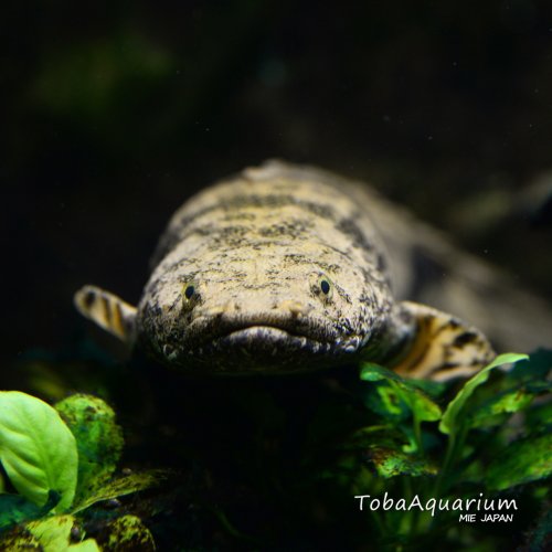 Photo post from toba_aquarium.official.