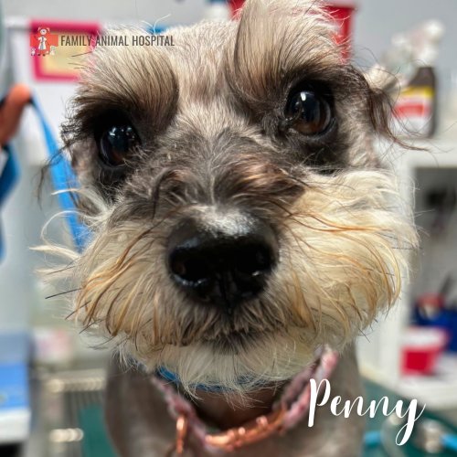 Photo post from familyanimalhospitalcm.