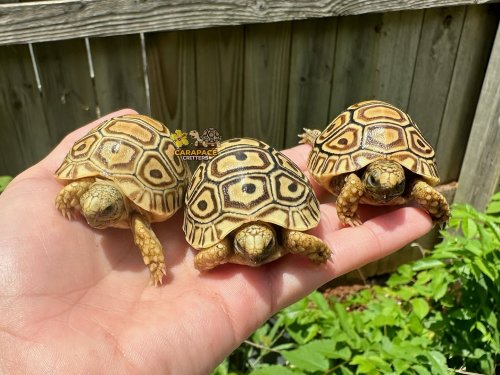 Photo post from carapacecritters.