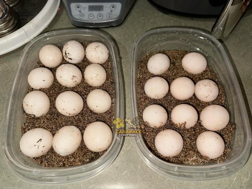 Photo post from carapacecritters.