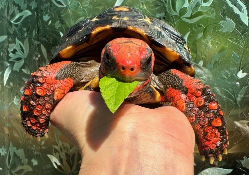 Carousel post from carapacecritters.