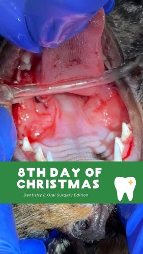 Video post from toothy.thomson.