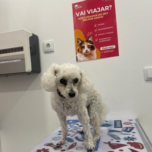 Carousel post from clinica_veterinaria_dourosul.