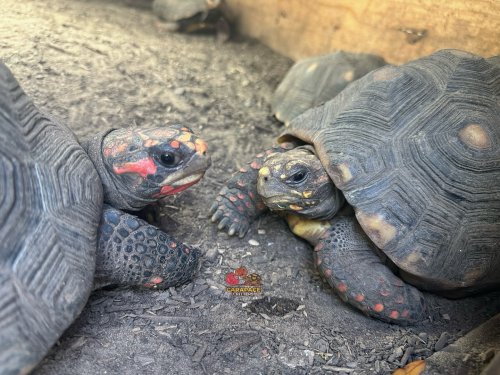 Photo post from carapacecritters.