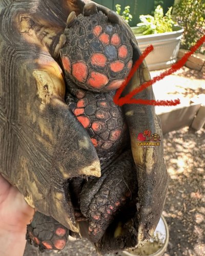 Carousel post from carapacecritters.