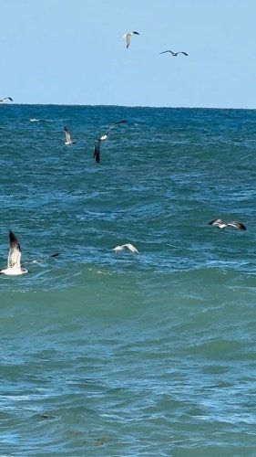 Video post from ejs_fishing_charters.