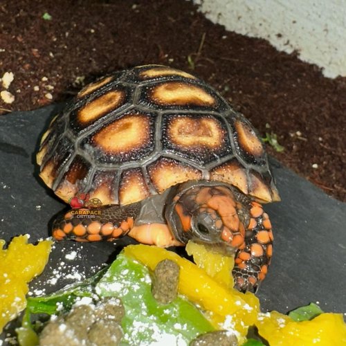 Photo post from carapacecritters.