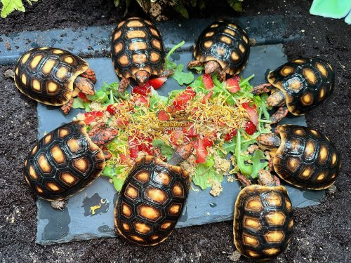 Photo post from carapacecritters.