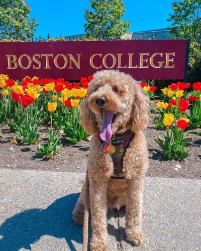 Photo post from bostoncollege.