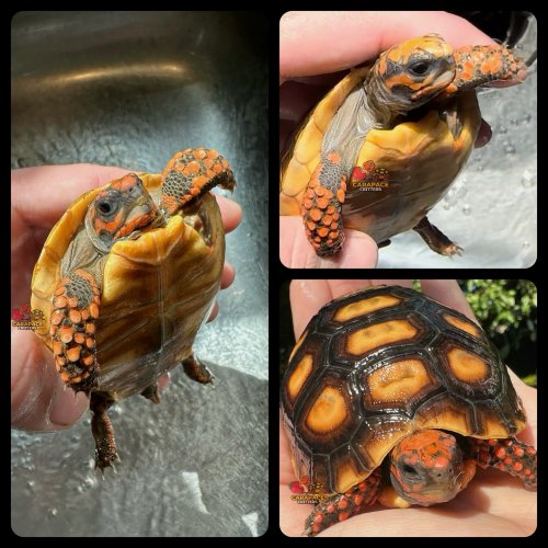 Photo post from carapacecritters.