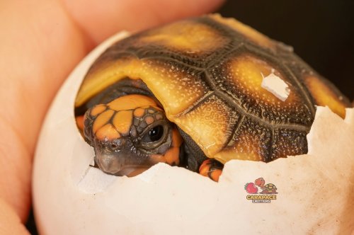 Photo post from carapacecritters.