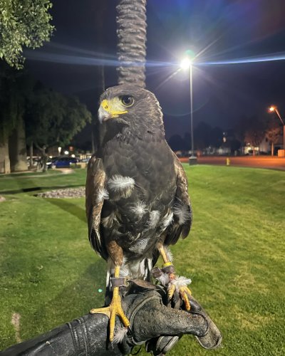 Photo post from desertkingsfalconry.