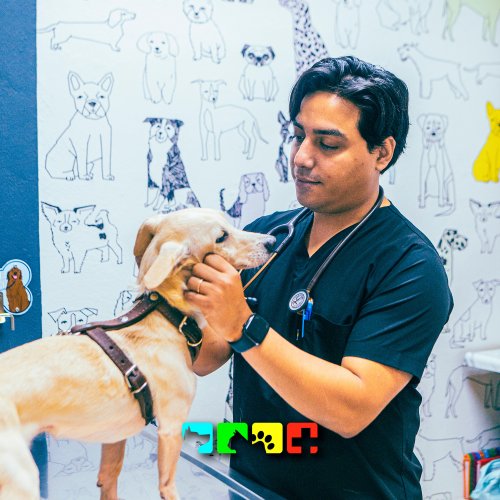 Photo post from medicalpettj.